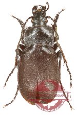Carabus (Megodontus) banonii
