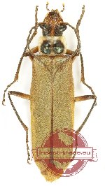 Cantharidae sp. 19