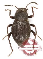 Tenebrionidae sp. 131 (10 pcs)