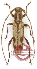 Rondibilis lineaticollis