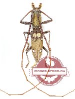 Olenecamptus sp. 6 (A-)