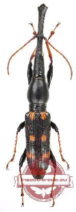 Eutrachelus temminckii