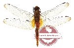 Orthetrum testaceum
