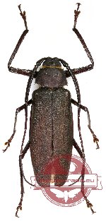 Anomophysis alphura (f A- 62, m A- 59)