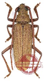 Nepiodes bowringi (A2)