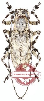 Palimna indica Breuning, 1938