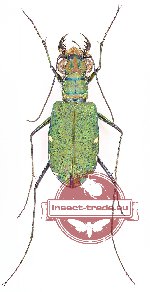 Calomera chloris (A2)