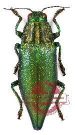 Cyphogastra (s.str.) wallacei (A-)