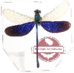 Neurobasis australis (A-)