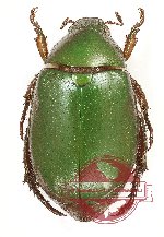 Anomala sp. 72 (5 pcs)