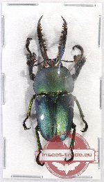 Lamprima adolphinae (BLUE)