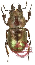 Odontolabis invitabilis