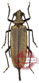 Aegosoma sinicum ssp. legrandi