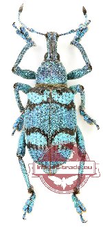 Eupholus porioni (10 pcs)