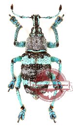 Eupholus mimikanus (5 pcs)