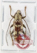 Tmesisternus sp. 20 (A-)