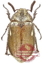 Melolontha sp. 2