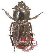 Nigidius oblongus