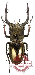 Lucanus mearesii