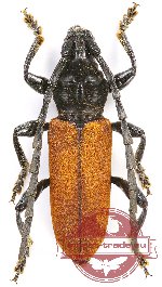 Lachnopterus auripennis (5 pcs)