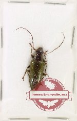 Tmesisternus viridipennis Breuning, 1940 (A2)