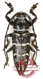 Xiphotheata saundersi (A2)