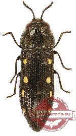 Acmaeodera saxicola minoa (5 pcs)
