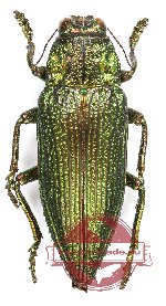 Chrysodema (s.str.) instabilis (green form) (5 pcs A-)