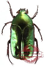 Agestrata orichalca