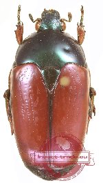 Poecilopharis femorata bicolorata (5 pcs A2)