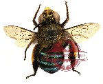 Amegilla sp. 2 (SPREAD) (A-)