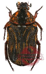 Glycyphana (Caloglycyphana) papua ssp.