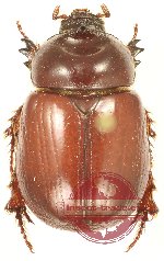 Neodon pecuarius (A2)