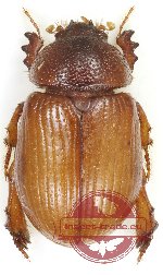 Orubesa plicifrons semenovi (Dynamopodinae)