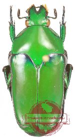 Ischiopsopha (s.str.) hyla (A2)