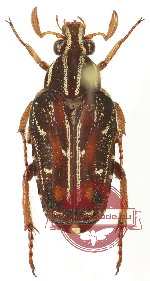 Euselates (s.str.) goryi (A2)