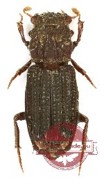 Rhyparus semikitanoi