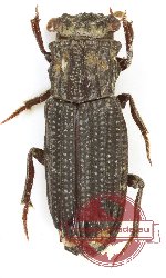 Rhyparus schoolmeestersi (5 pcs)