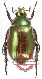 Anomala rufiventris (5 pcs)