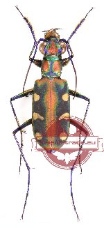 Cosmodela virgula (A-)