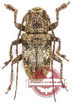 Lamiinae sp. 25 (A-)