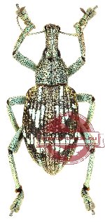 Rhinoscapha sp. 6 (4 pcs A2)