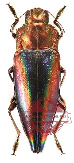 Cyphogastra (s.str.) javanica skalarosenbaumi (A-) PARATYPE