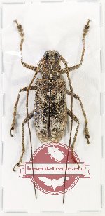 Potemnemus sp. 9 (AA-)