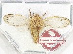 Cicadidae sp. 86