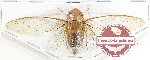 Cicadidae sp. 91 (5 pcs)
