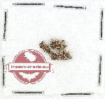 Scientific lot no. 1068 Curculionidae (8 pcs)