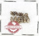 Scientific lot no. 1071 Curculionidae (15 pcs)