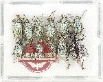 Scientific lot no. 1074 Curculionidae (12 pcs)