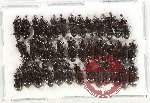 Scientific lot no. 1078 Curculionidae (40 pcs)